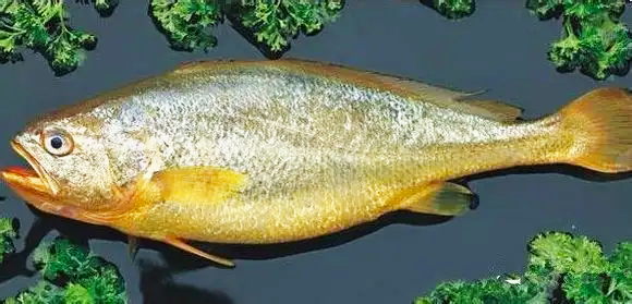 技術(shù)革新、顛覆認(rèn)知：儲(chǔ)藏了近4年的黃魚、豬肉還很新鮮！(圖1)